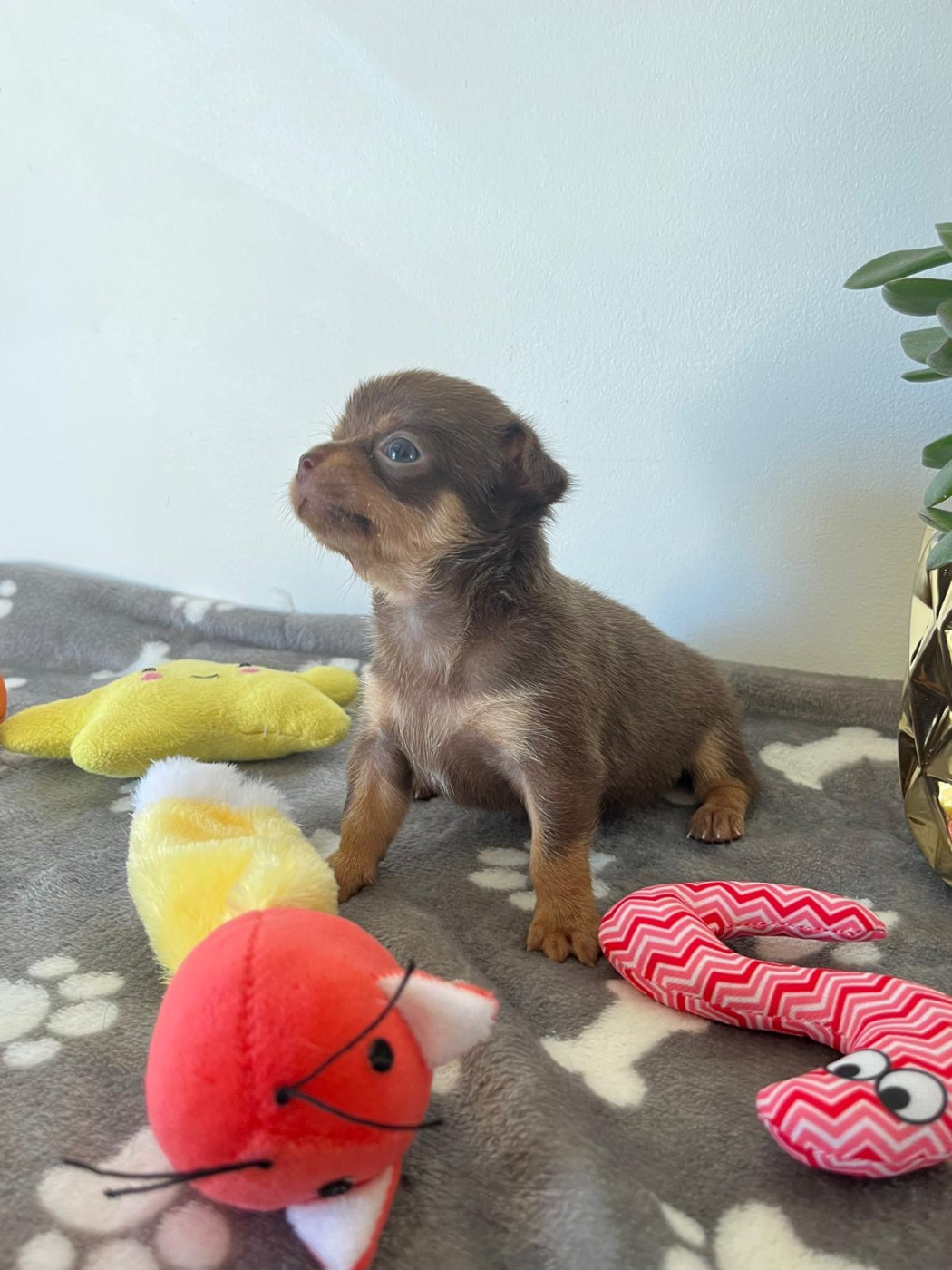 De La Plaine Des Orfèvres - Chiots disponibles - Chihuahua