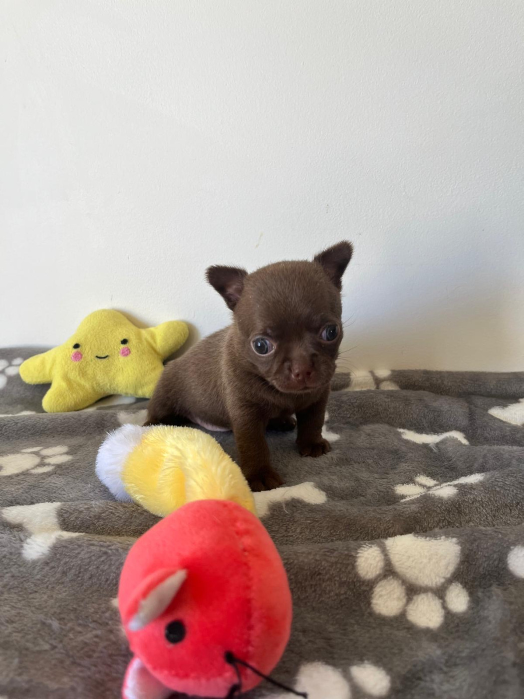 De La Plaine Des Orfèvres - Chiots disponibles - Chihuahua