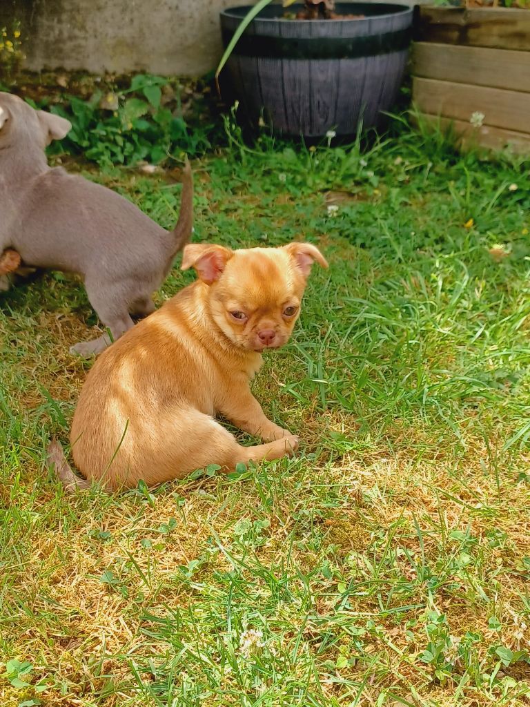 De La Plaine Des Orfèvres - Chiots disponibles - Chihuahua