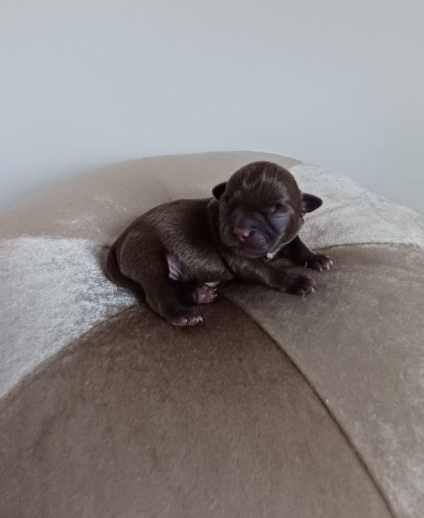 De La Plaine Des Orfèvres - Chiots disponibles - Chihuahua